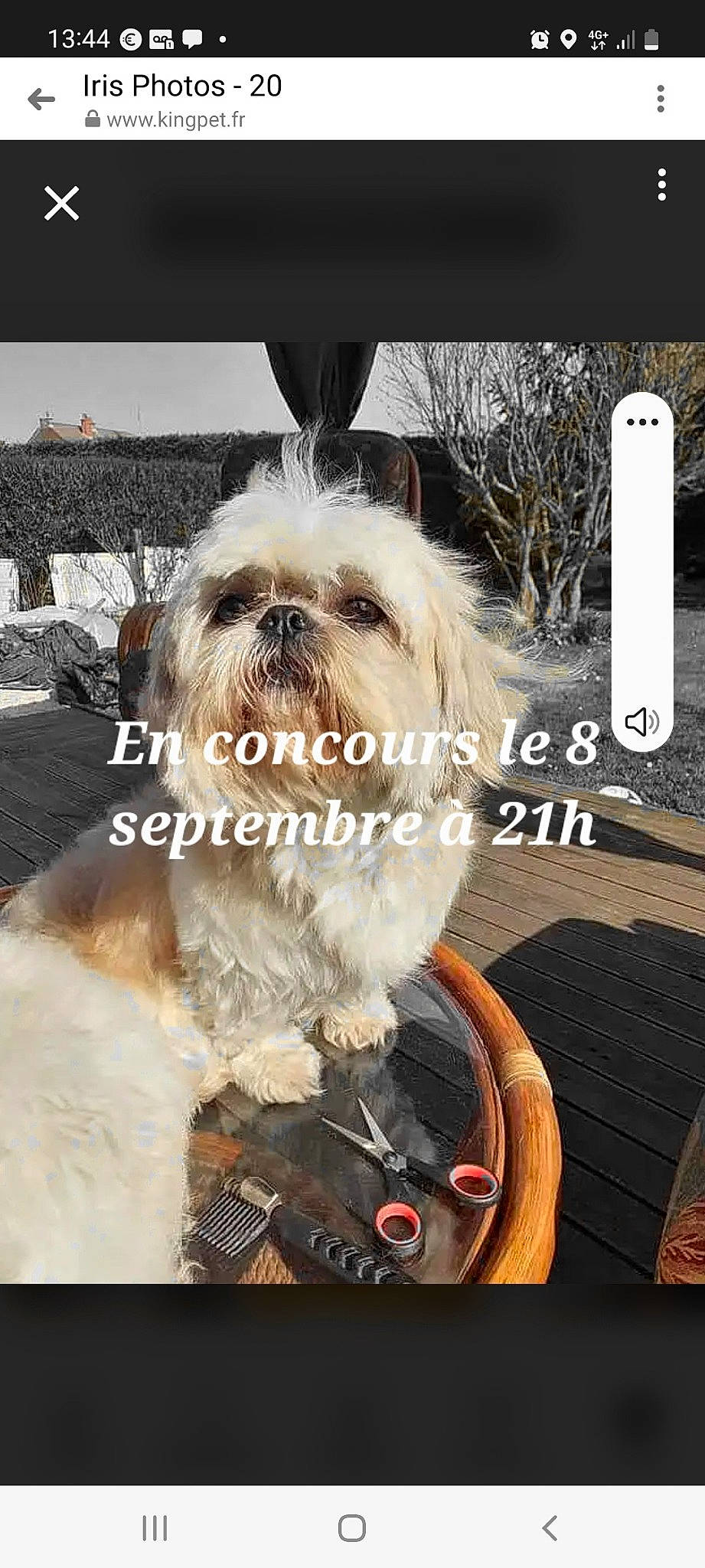 Iris a rejoint le concours — aidez-le/la à gagner de superbes lots ! canidae, carnivore, companion_dog, dog, dog_breed, dog_supply, fawn, font, fur, liver, maltepoo, photo_caption, shih_tzu, small_terrier, snout, sporting_group, terrier, toy_dog, wood, working_animal