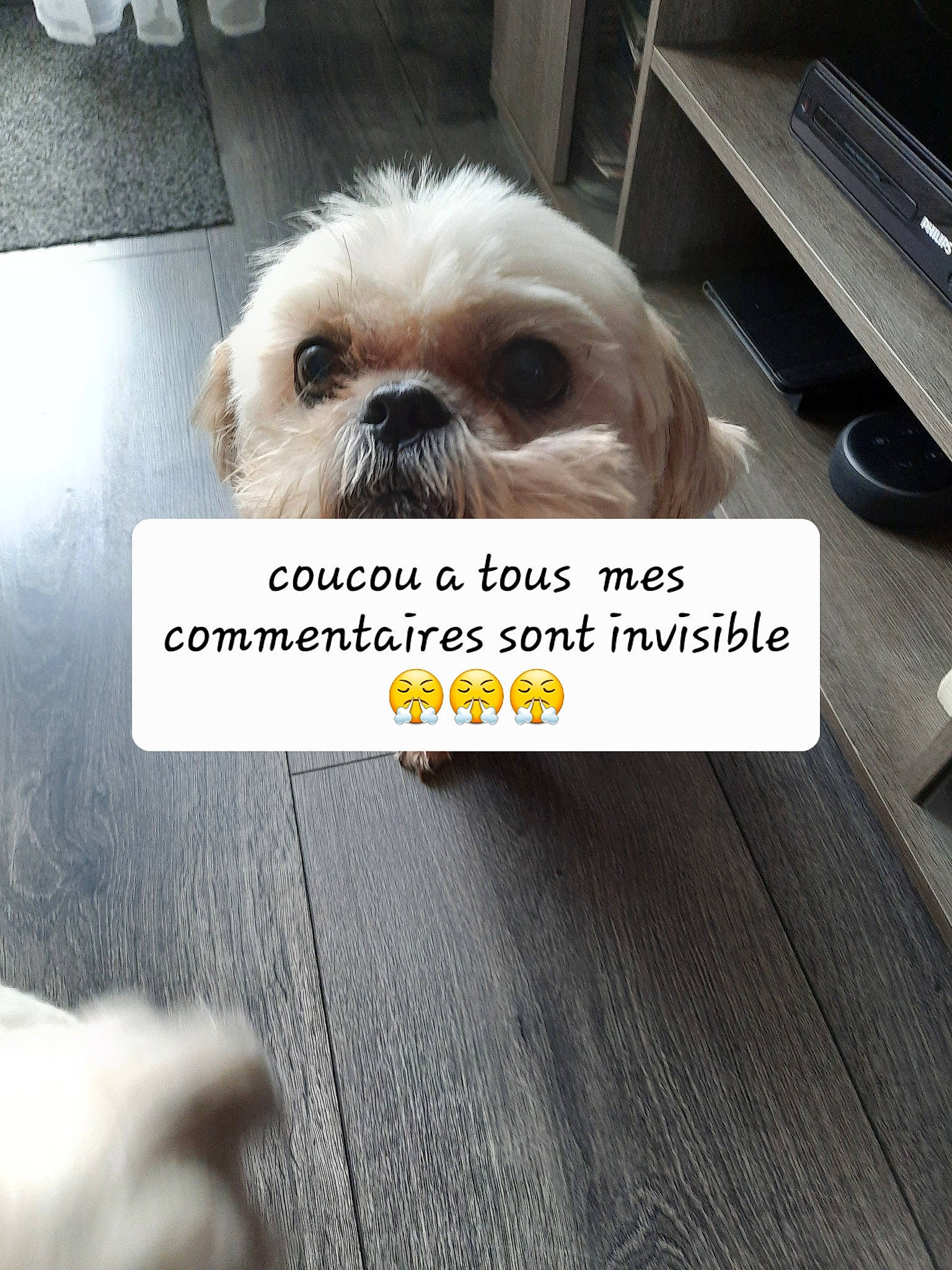 Iris participe au concours pour gagner de l'argent avec cette photo : canidae, carnivore, comfort, companion_dog, computer_keyboard, dog, dog_breed, eyewear, fawn, flooring, font, fur, liver, photo_caption, shih_tzu, snout, sporting_group, toy_dog, wood, working_animal