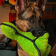 Lexie is registered to the contest to win money with this photo: dog, german_shepherd, toy, plush_toy, indoor, flower_vase, flowers, brown_fur, black_fur, ears, pet, animal, playing, home, furniture, television, carpet, wood_floor, close_up, cute