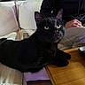 black_cat, cat, indoor, couch, person, wooden_table, furniture, pet, animal, whiskers, ears, eyes, relaxed, curious, domestic, living_room, casual_clothing, seated, home, cozy