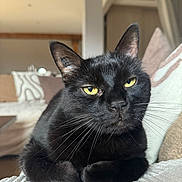 Vador a rejoint le concours — aidez-le/la à gagner de superbes lots ! black_cat, cat, pet, animal, indoor, yellow_eyes, fur, whiskers, close_up, portrait, relaxed, cozy, couch, home, feline, looking_at_camera, domestic_cat, resting, soft_light, texture