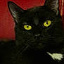cat, black_cat, yellow_eyes, close_up, pet, animal, feline, whiskers, ears, face, fur, indoor, looking, portrait, mystery, red_background, domestic_cat, cute, black_fur, eye_contact