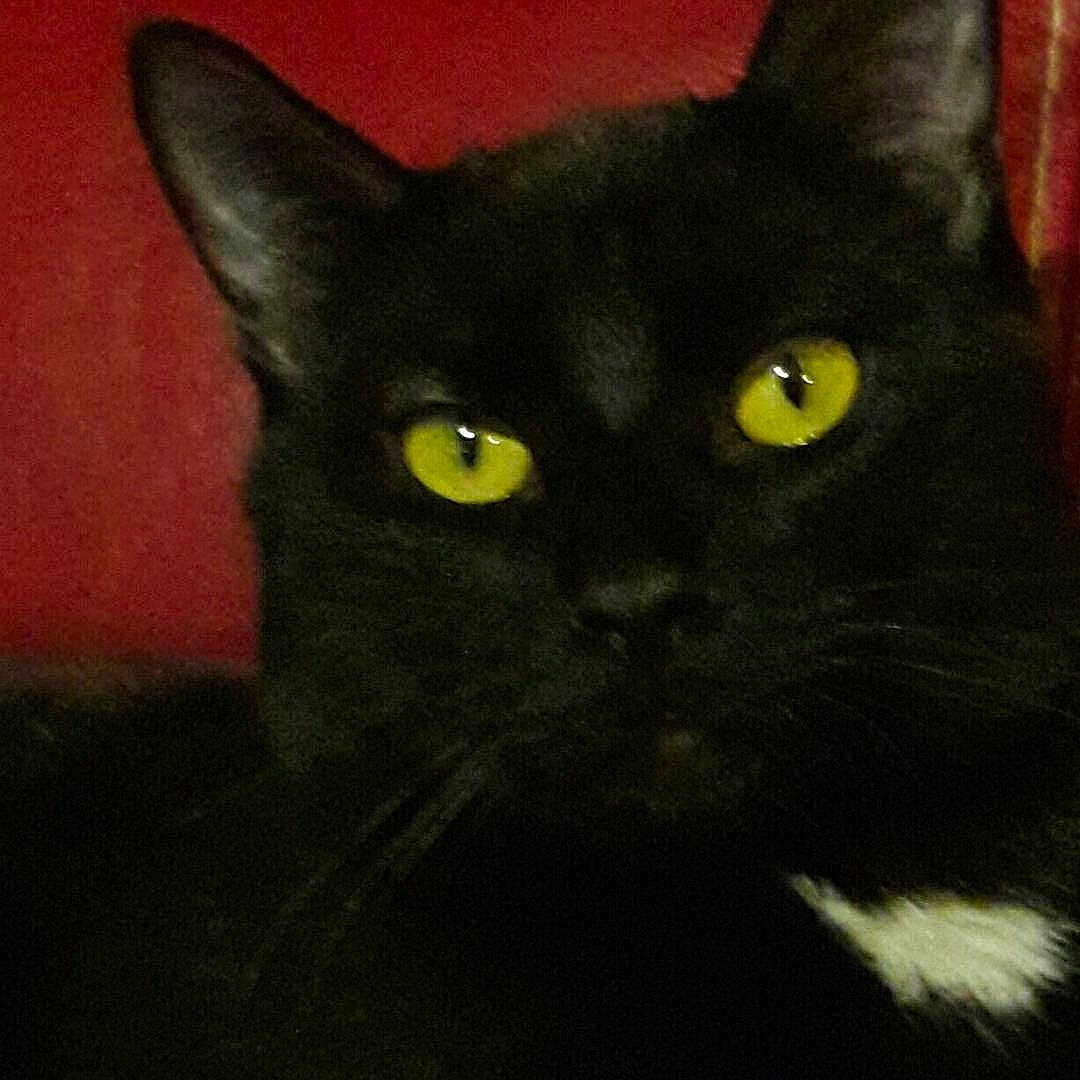 Loulou