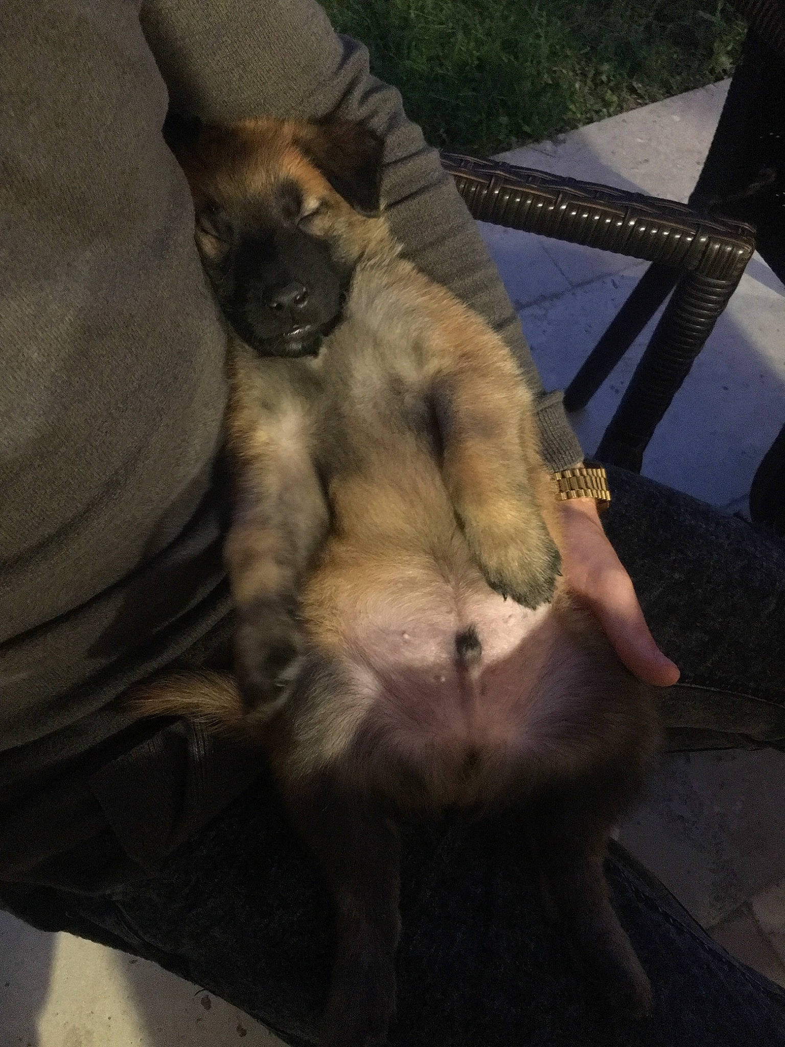 Leyko participe au concours pour gagner de l'argent avec cette photo : canidae, carnivore, dog, dog_breed, fawn, fur, sitting, sporting_group