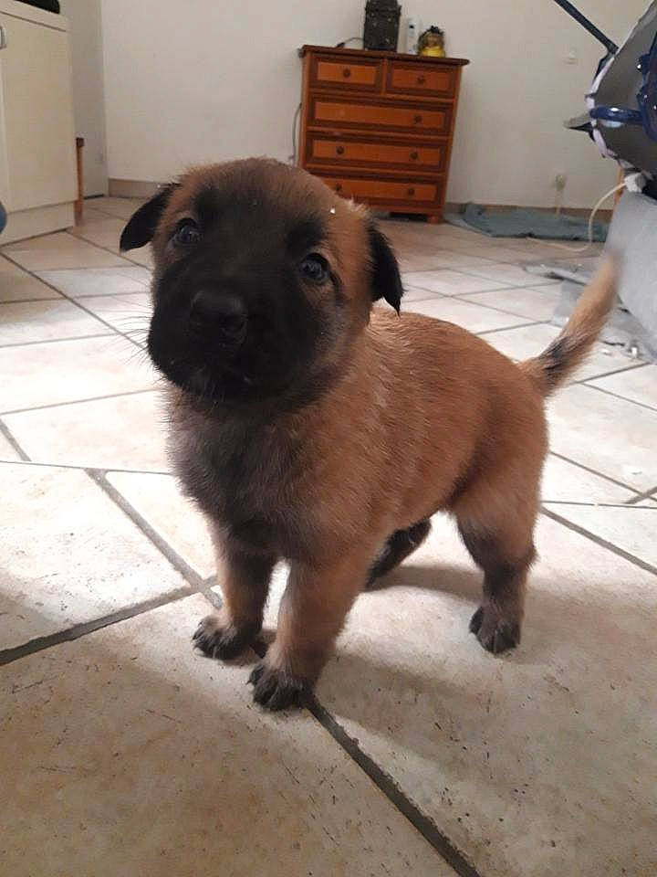 Leyko participe au concours pour gagner de l'argent avec cette photo : belgian_shepherd_malinois, canidae, carnivore, dog, dog_breed, fawn, leonberger, mammal, puppy, rare_breed_dog, snout, sporting_group, vertebrate