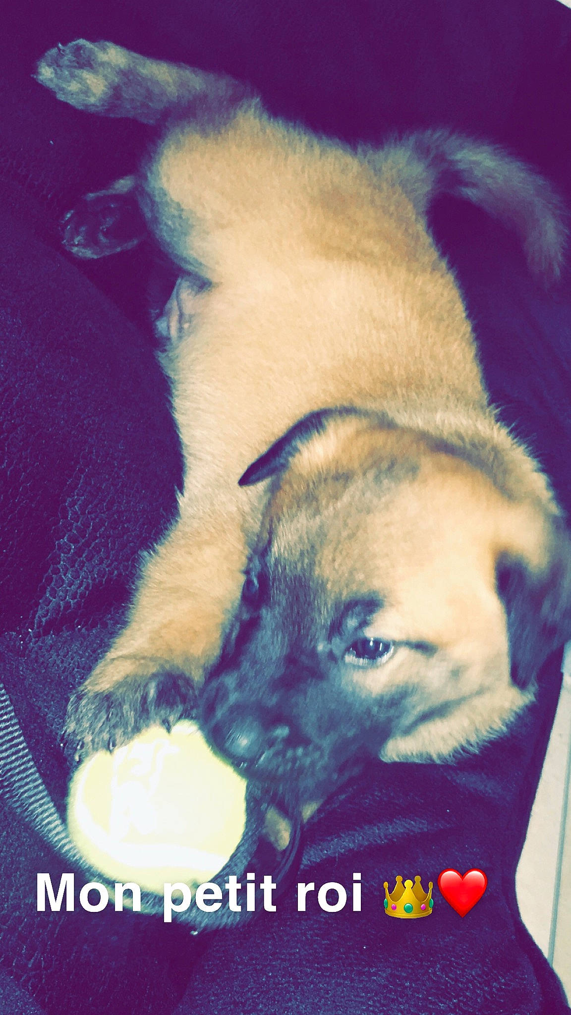 Leyko participe au concours pour gagner de l'argent avec cette photo : canidae, carnivore, dog, dog_breed, ear, fawn, nose, photo_caption, puppy, sporting_group, street_dog