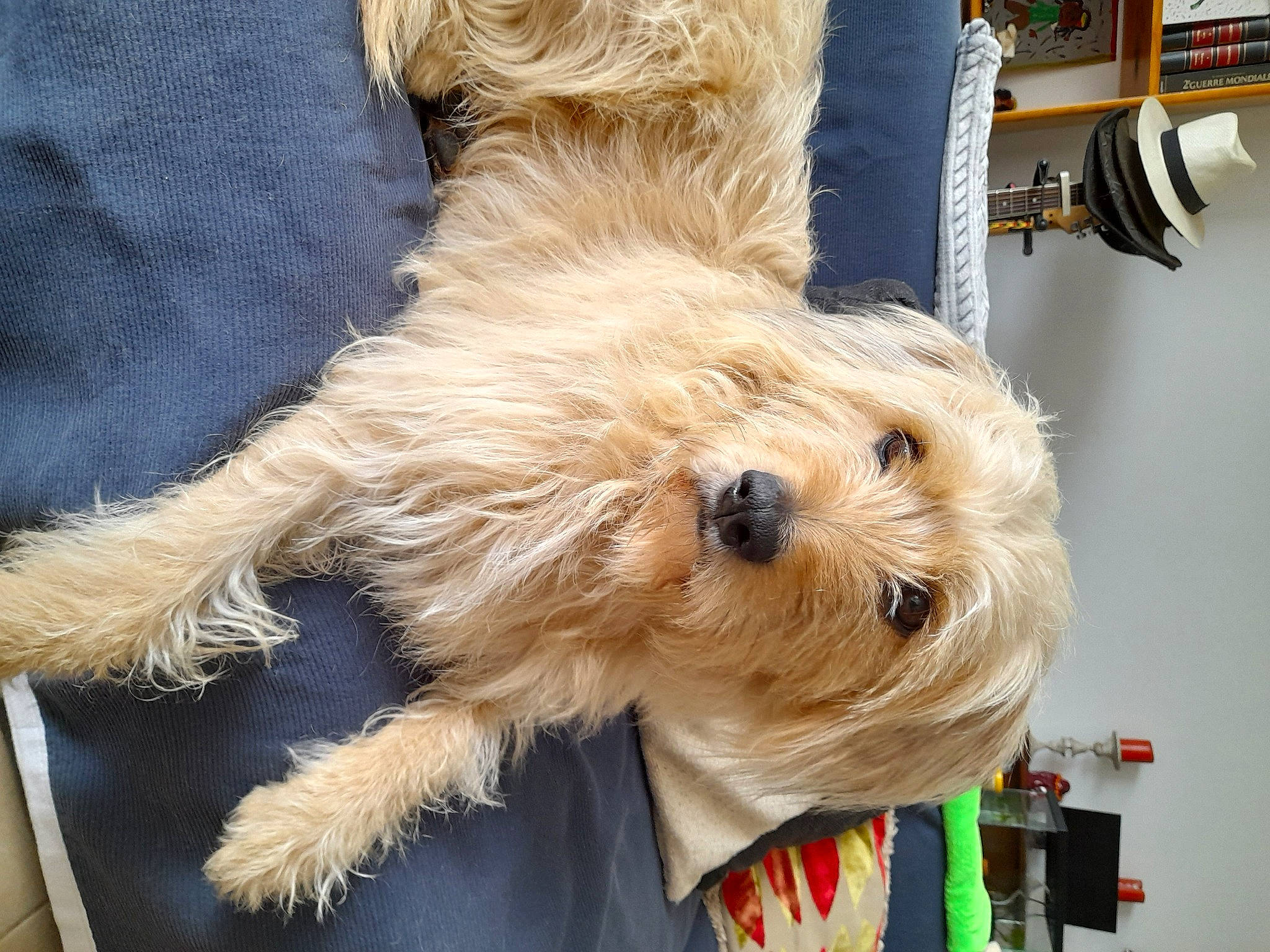 Fendy participe au concours pour gagner de l'argent avec cette photo : biewer_terrier, canidae, carnivore, collar, companion_dog, dog, dog_breed, dog_supply, event, firefighter, fur, maltepoo, pet_supply, small_terrier, snout, sporting_group, terrier, toy_dog, working_animal