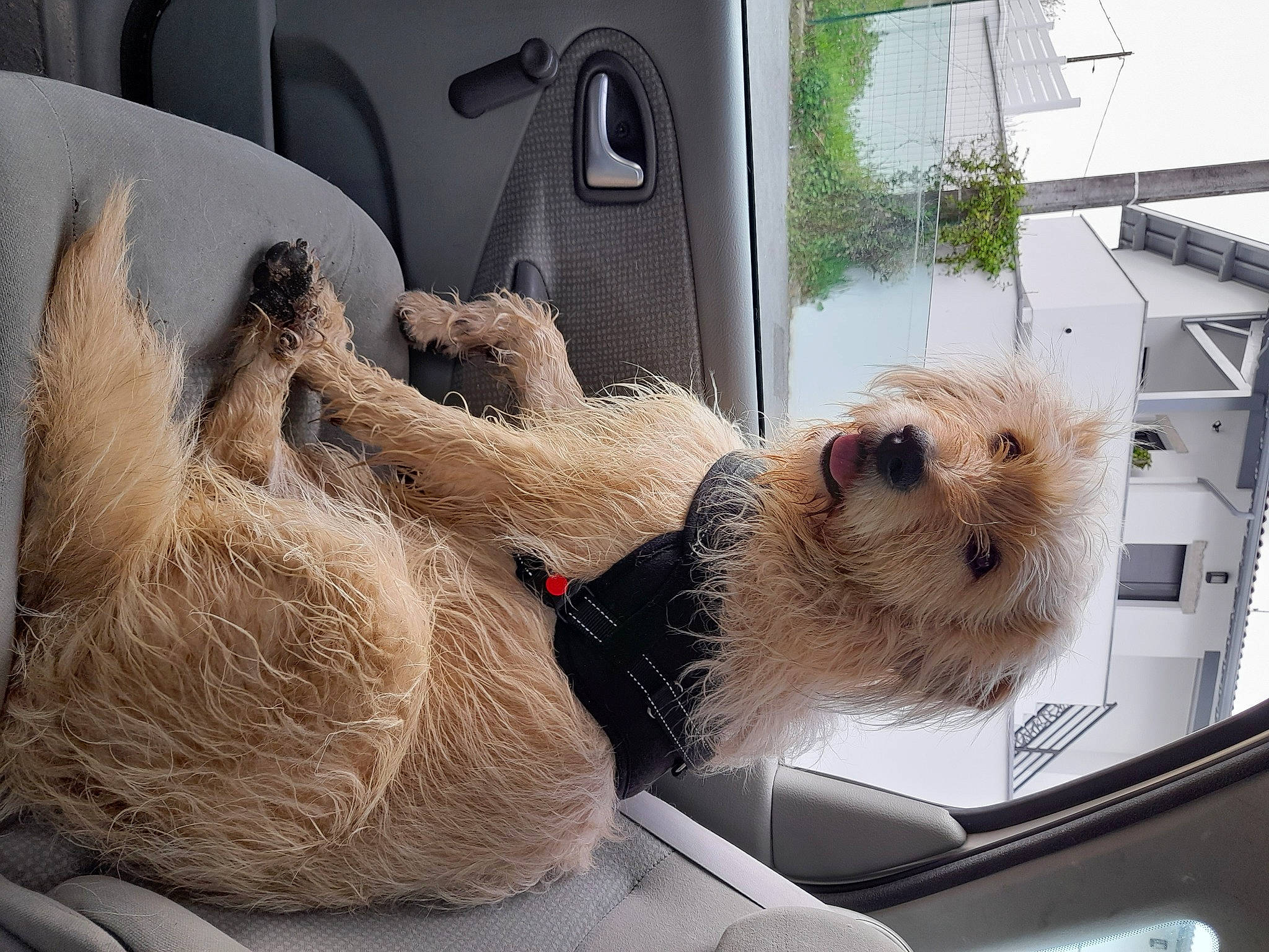 Fendy participe au concours pour gagner de l'argent avec cette photo : auto_part, automotive_exterior, canidae, car, carnivore, companion_dog, fawn, ferret, fur, motor_vehicle, mustelidae, plant, rodent, snout, sporting_group, vehicle, vehicle_door, vertebrate, whiskers, window