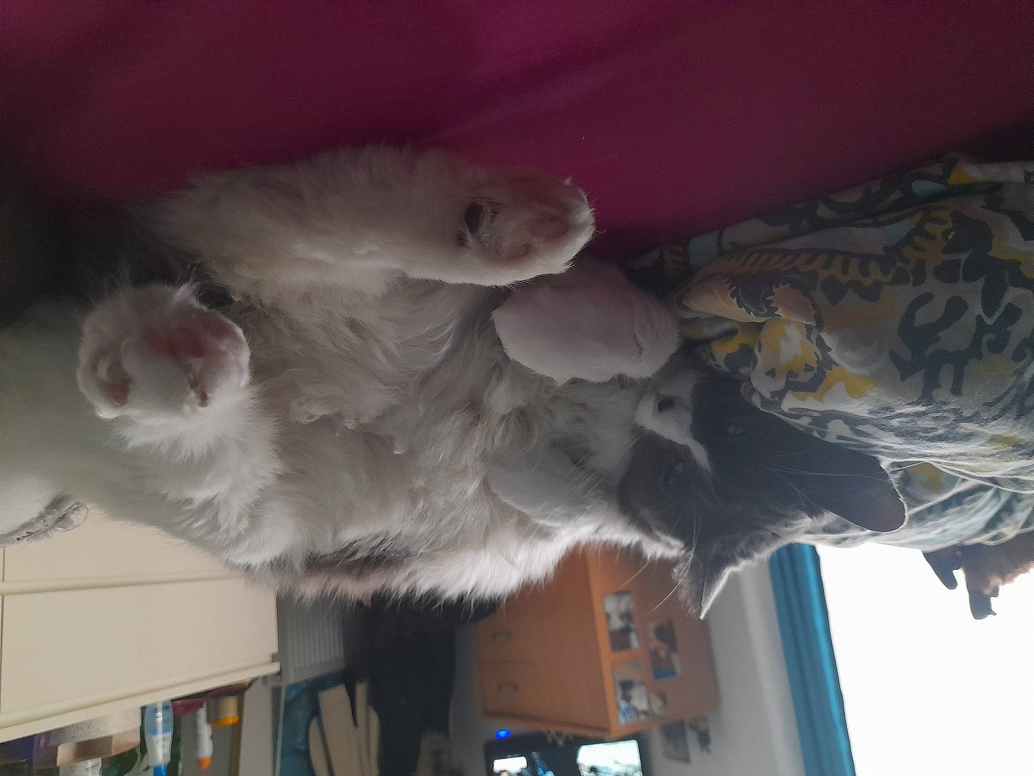 Iago a rejoint le concours — aidez-le/la à gagner de superbes lots ! bookcase, canidae, carnivore, cat, cockatoo, comfort, dog_breed, felidae, fur, grey, hardwood, paw, plaster, room, shelf, shelving, small_to_medium_sized_cats, sporting_group, tail, whiskers