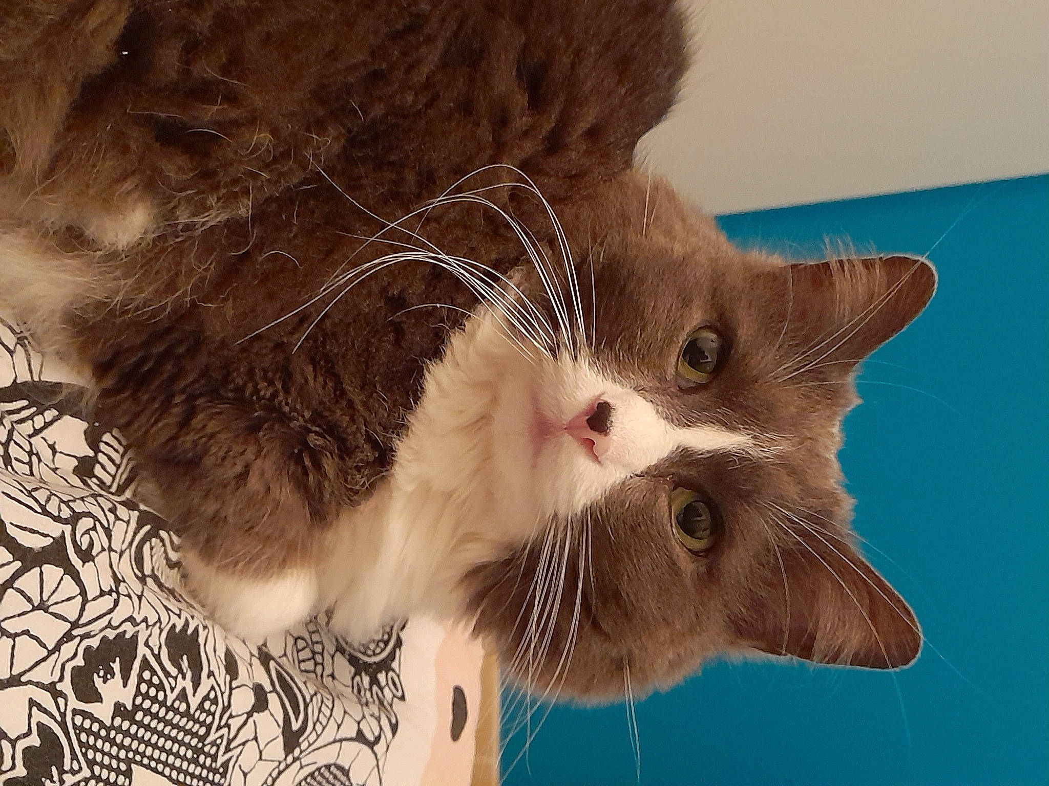 Iago participe au concours pour gagner de l'argent avec cette photo : art, carnivore, cat, claw, domestic_short_haired_cat, ear, fawn, felidae, fur, gesture, paw, plant, small_to_medium_sized_cats, snout, tail, tree, whiskers