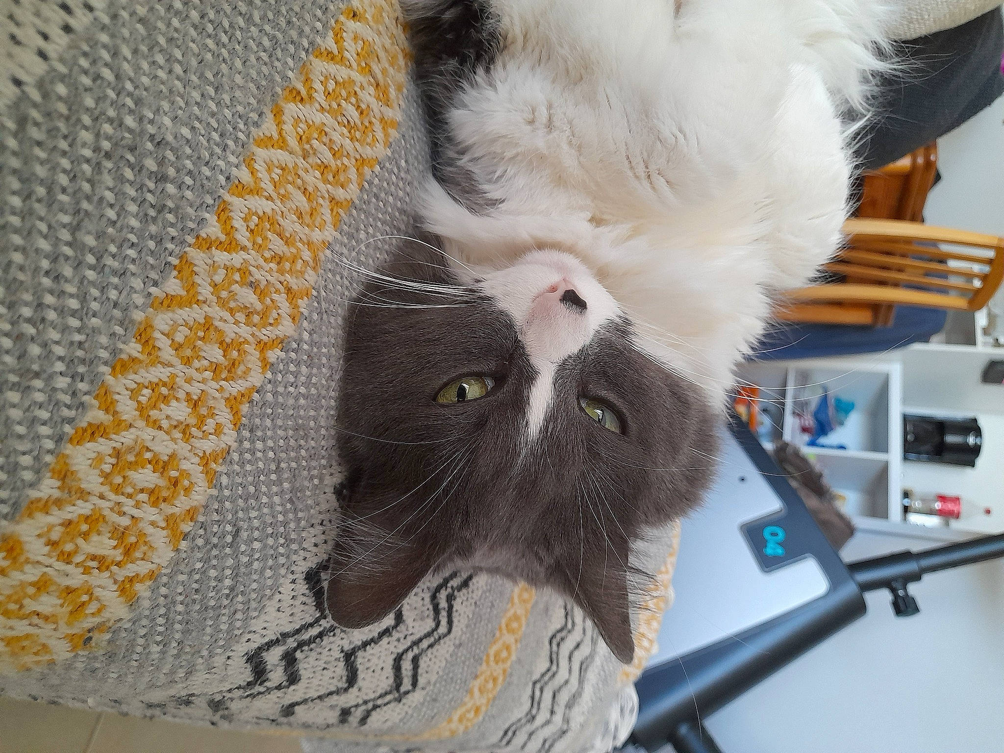 Iago participe au concours pour gagner de l'argent avec cette photo : carnivore, cat, claw, comfort, domestic_short_haired_cat, felidae, fur, grey, linens, pattern, paw, plant, small_to_medium_sized_cats, snout, tail, whiskers, woven_fabric