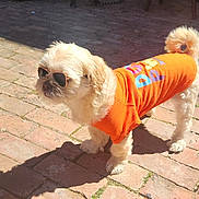 Prince Ali joined the competition — help win amazing prizes! accessory, animal, attitude, brick_path, canine, cool, cute, dog, fashion, fluffy, fur, orange_shirt, outdoor, pet, shadow, small_dog, standing, summer, sunglasses, sunlight