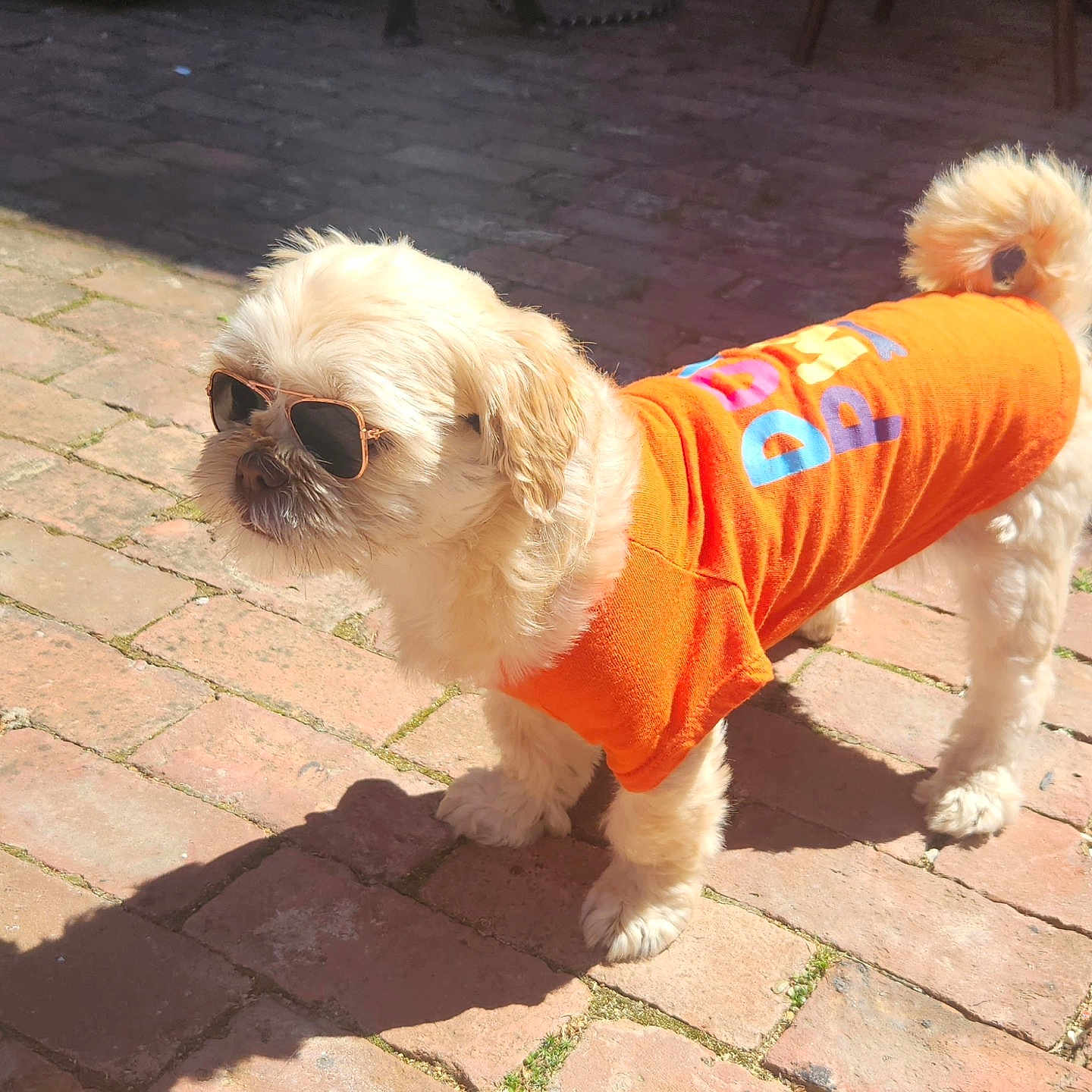 Prince Ali joined the competition — help win amazing prizes! accessory, animal, attitude, brick_path, canine, cool, cute, dog, fashion, fluffy, fur, orange_shirt, outdoor, pet, shadow, small_dog, standing, summer, sunglasses, sunlight