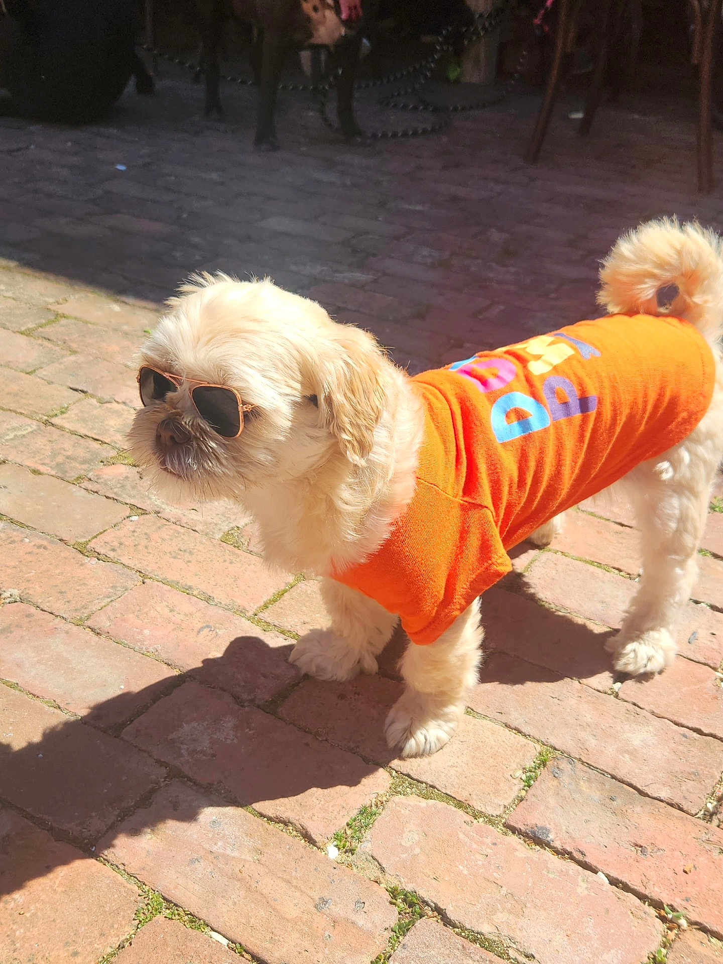 Prince Ali joined the competition — help win amazing prizes! accessory, animal, attitude, brick_path, canine, cool, cute, dog, fashion, fluffy, fur, orange_shirt, outdoor, pet, shadow, small_dog, standing, summer, sunglasses, sunlight