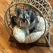 Rossie is registered to the contest to win money with this photo: animal, beard, companion, cozy, cushion, cute, dog, domestic, furniture, furry, gray, indoor, mustache, pet, portrait, relaxed, sitting, small_dog, wicker_chair, wooden_floor