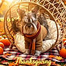dog, sweater, scarf, wicker_chair, pumpkin, autumn_leaves, blanket, fall, outdoor, thanksgiving, cozy, cute, pet, portrait, seasonal, plaid, grass, sunlight, decor, holiday