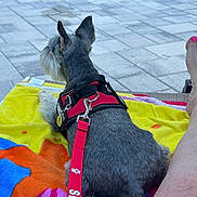 Rossie Boy Roscoe is registered to the contest to win money with this photo: animal, colorful_towel, companion, dog, grey_fur, harness, leash, outdoor, pavement, person_leg, pet, pink_toenails, relaxing, resting, service_dog, side_view, summer, sunbathing, tile_floor, towel