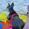 Rossie Boy Roscoe is registered to the contest to win money with this photo: animal, colorful_towel, companion, dog, grey_fur, harness, leash, outdoor, pavement, person_leg, pet, pink_toenails, relaxing, resting, service_dog, side_view, summer, sunbathing, tile_floor, towel
