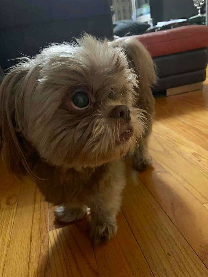 Mickey is registered to the contest to win money with this photo: carnivore, companion_dog, dog, dog_breed, eye, fawn, floor, flooring, hardwood, liver, plank, shih_tzu, snout, sporting_group, terrier, toy_dog, varnish, wood, wood_stain, working_animal