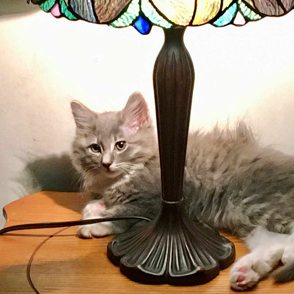 Oliver is registered to the contest to win money with this photo: animal, cat, cozy, curious, cute, decor, domestic_animal, feline, fluffy, indoor, kitten, lamp, lighting, pet, relaxing, resting, shadow, stained_glass, table, wood