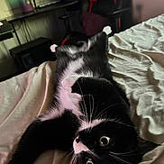 Gus joined the competition — help win amazing prizes! cat, black_and_white, bed, indoor, pet, fur, whiskers, eyes, relaxed, feline, curious, lying_down, cozy, home, furniture, chair, desk, bottle, blanket, soft_lighting