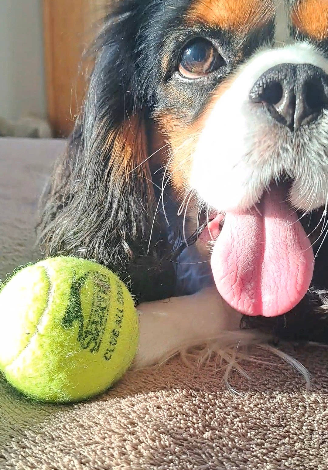 Napoléon participe au concours pour gagner de l'argent avec cette photo : ball, canidae, carnivore, cavalier_king_charles_spaniel, companion_dog, dog, dog_breed, eyewear, fur, grass, happy, liver, paw, snout, sporting_group, sports_toy, tennis_ball, toy_dog, whiskers, working_animal