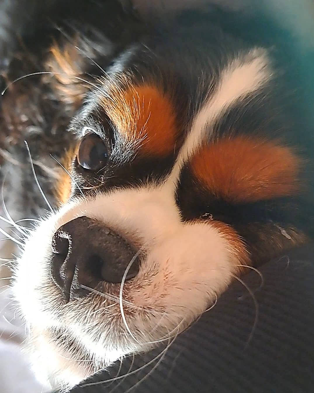 Napoléon participe au concours pour gagner de l'argent avec cette photo : art, carnivore, cat, close_up, domestic_short_haired_cat, eyelash, felidae, fur, macro_photography, paw, small_to_medium_sized_cats, snout, tail, terrestrial_animal, whiskers, wildlife