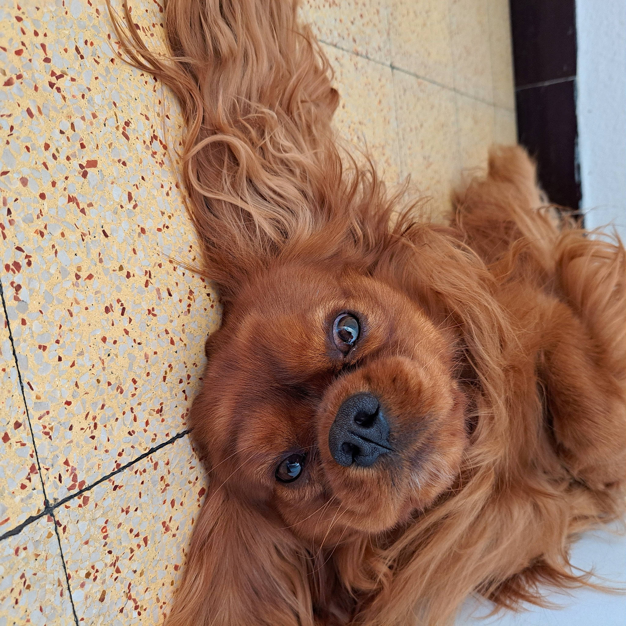 Tristan participe au concours pour gagner de l'argent avec cette photo : canidae, carnivore, companion_dog, dog, dog_breed, ear, eye, fawn, fur, head, human_body, liver, snout, sporting_group, sunglasses, terrestrial_animal, toy_dog, whiskers, wood, working_animal