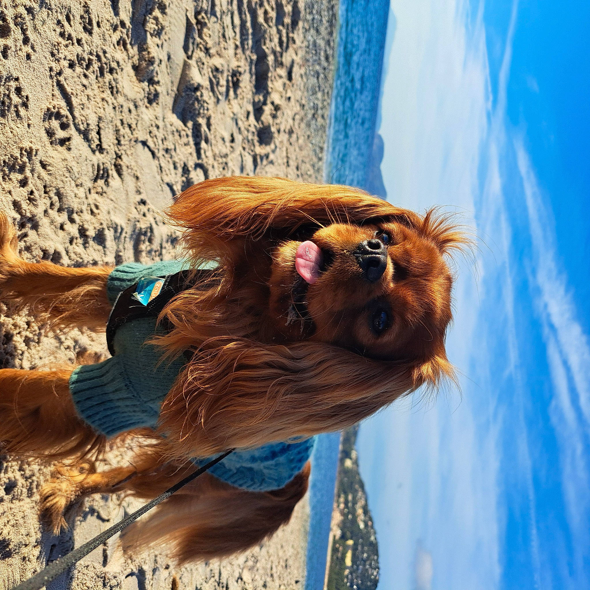 Tristan participe au concours pour gagner de l'argent avec cette photo : blue, cloud, electric_blue, fawn, fun, fur, happy, landscape, leisure, mountain, people_in_nature, recreation, sky, smile, snout, travel, tree, wildlife, wood, working_animal