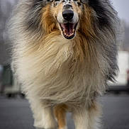 Lucky a rejoint le concours — aidez-le/la à gagner de superbes lots ! dog, collie, fluffy, smiling, walking, outdoor, fur, canine, pet, animal, closeup, portrait, happy, muzzle, paw, mane, nature, friendly, motion, daylight