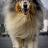 dog, collie, fluffy, smiling, walking, outdoor, fur, canine, pet, animal, closeup, portrait, happy, muzzle, paw, mane, nature, friendly, motion, daylight