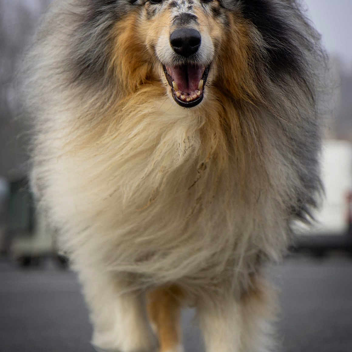 Lucky a rejoint le concours — aidez-le/la à gagner de superbes lots ! dog, collie, fluffy, smiling, walking, outdoor, fur, canine, pet, animal, closeup, portrait, happy, muzzle, paw, mane, nature, friendly, motion, daylight