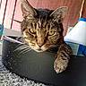 animal, black_container, carpet, cat, close_up, container, domestic_cat, ears, feline, fur, household_items, indoor, paw, pet, relaxed, resting, tabby, whiskers, wooden_wall, yellow_eyes