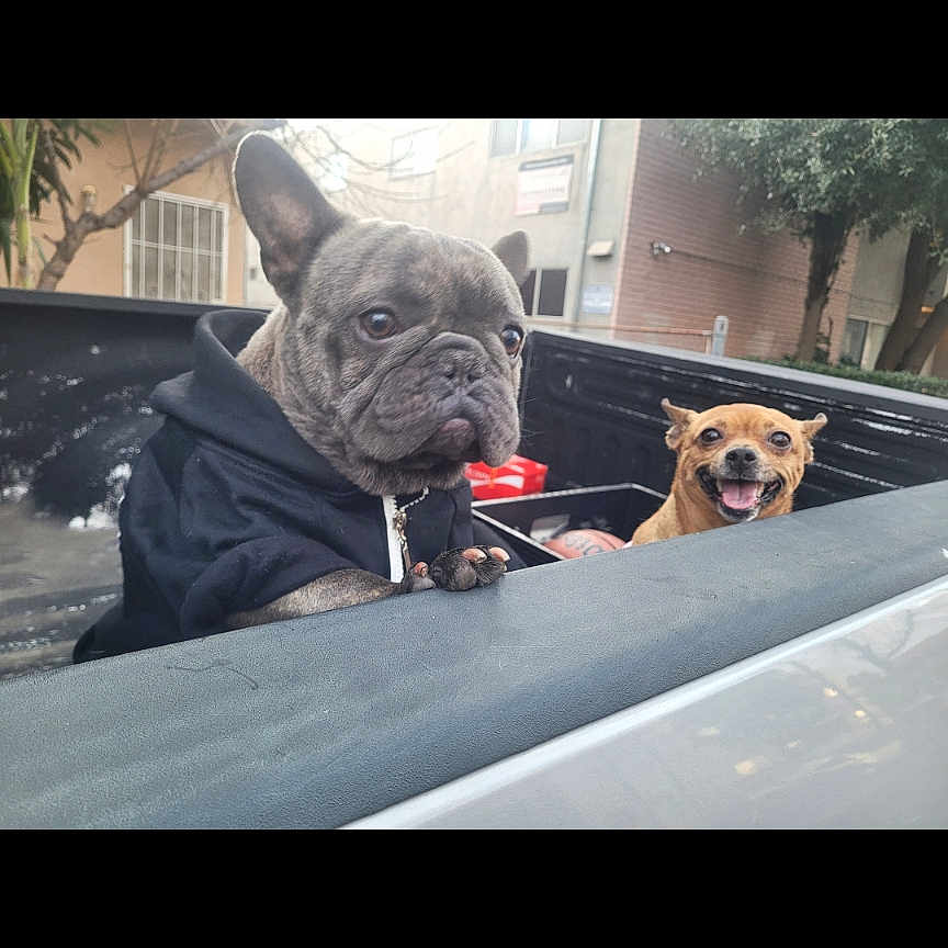 Rockie And Molly is registered to the contest to win money with this photo: accessories, animal, belt, bodypart, bostonbull, boxer, bulldog, canine, dog, frenchbulldog, person, pet, pitbull, policedog, pug, puppy, sleeping, sunglasses, terrier, text