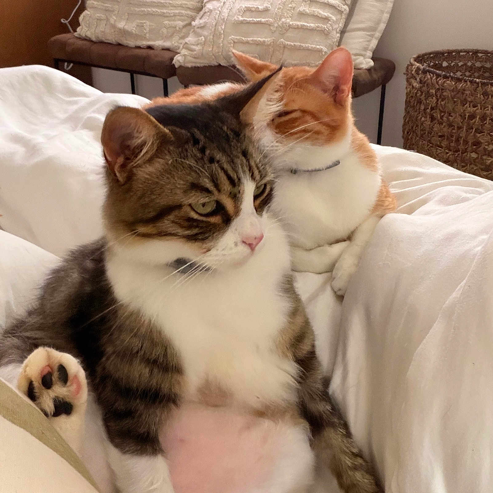 Kit And Gram joined the competition — help win amazing prizes! cat, cats, tabby_cat, ginger_cat, pet, indoor, bed, pillow, cozy, relaxing, feline, domestic_animal, fur, whiskers, sleeping, resting, cute, animal, companions, home
