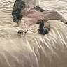 Kit And Gram joined the competition — help win amazing prizes! cat, bed, blanket, fur, animal, pet, indoor, feline, resting, looking, white, gray, striped, paw, tail, ears, face, comfort, relaxation, domestic
