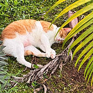 Kit And Gram joined the competition — help win amazing prizes! cat, sleeping, orange_and_white, grass, greenery, plants, leaves, nature, outdoor, resting, pet, feline, moss, ground, paw, relaxation, daylight, animal, close_up, peaceful