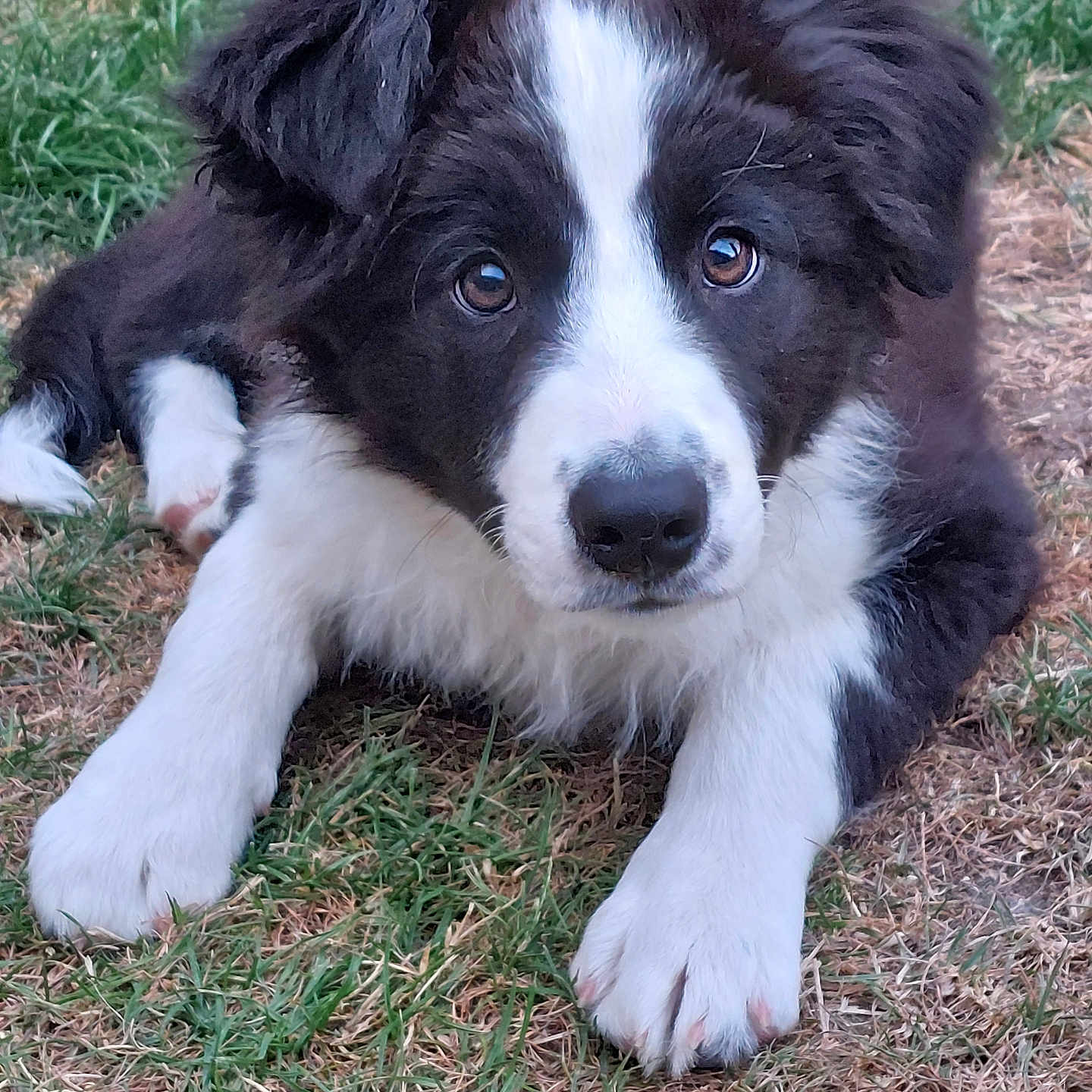 Usko a rejoint le concours — aidez-le/la à gagner de superbes lots ! adorable, animal, black_and_white, canine, cute, dog, ears, eyes, face, friendly, fur, grass, lying_down, nature, nose, outdoor, paws, pet, puppy, young