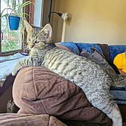 Grimly is registered to the contest to win money with this photo: cat, kitten, tabby, couch, living_room, window, plant, potted_plant, furniture, indoor, resting, stretching, brown, blue, person, yellow_shirt, curious, relaxed, home, cozy