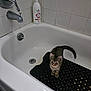 Grimly is registered to the contest to win money with this photo: cat, kitten, bathtub, bathroom, mat, tile_wall, shampoo_bottle, drain, faucet, tap, curious, pet, indoor, small_animal, standing, black_mat, white_tub, domestic, young_cat, striped_fur