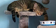 Grimly is registered to the contest to win money with this photo: cat, tabby, sleeping, cat_tree, toy_mouse, bowl, indoor, pet, feline, resting, plush, furniture, blue_wall, paw, relaxed, domestic_animal, cozy, cute, animal, mammal