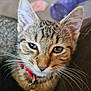 Grimly joined the competition — help win amazing prizes! cat, kitten, tabby, close_up, pet, collar, whiskers, indoor, cute, fur, animal, young, face, curious, eyes, playful, domestic, soft_focus, feline, bell