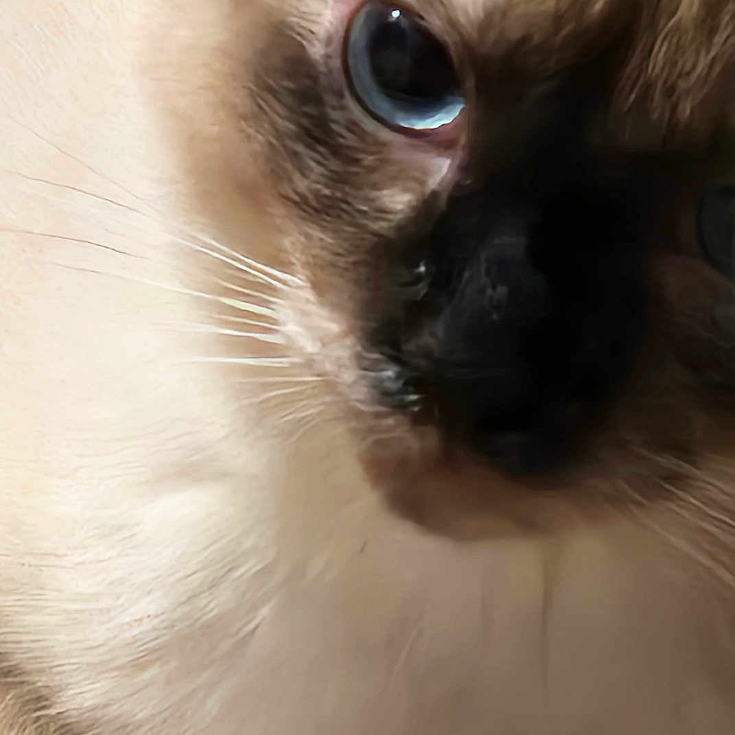Azrael joined the competition — help win amazing prizes! alert, animal, black_nose, blue_eyes, brown_tone, cat, close_up, cute, domestic_cat, face, feline, fluffy_fur, fur_texture, indoor, mammal, pet, portrait, soft_light, whiskers, whiskers_closeup