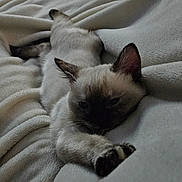Azrael joined the competition — help win amazing prizes! kitten, cat, sleepy, siamese, pet, animal, feline, paw, ears, blanket, soft, cozy, resting, fur, indoor, cute, young, laying, relaxed, closeup