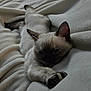 kitten, cat, sleepy, siamese, pet, animal, feline, paw, ears, blanket, soft, cozy, resting, fur, indoor, cute, young, laying, relaxed, closeup