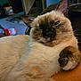 Azrael is registered to the contest to win money with this photo: cat, siamese_cat, pet, animal, indoor, relaxed, lying_down, paw, fur, whiskers, closeup, cute, mammal, domestic_animal, sleepy, cozy, face, expression, winking, feline