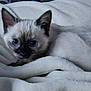 Azrael joined the competition — help win amazing prizes! kitten, cat, siamese, blue_eyes, fur, pet, animal, cute, cozy, blanket, soft, indoor, resting, young, small, whiskers, ears, curled_up, sleepy, closeup