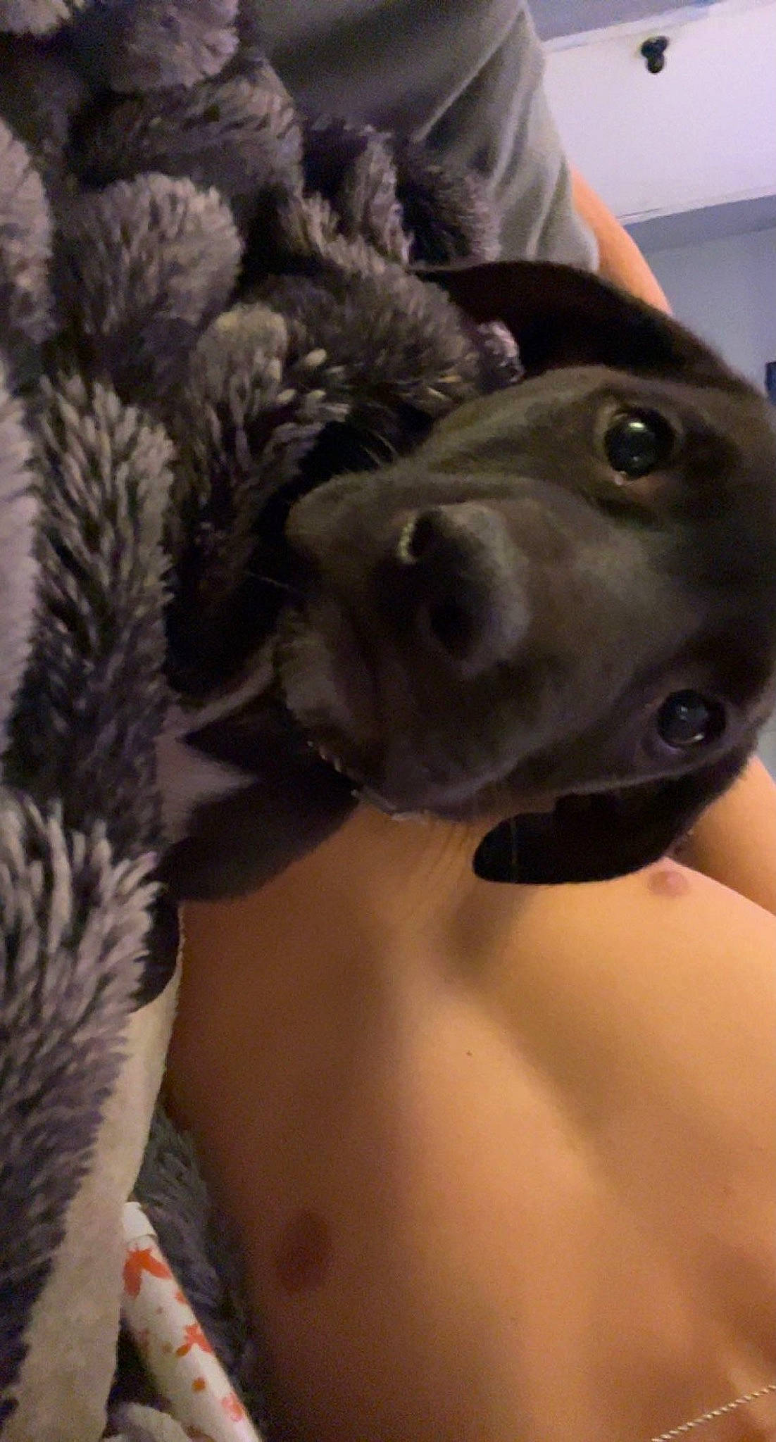 Chunky joined the competition — help win amazing prizes! canidae, carnivore, companion_dog, dog, dog_breed, dog_collar, fawn, feather, felidae, fur, fur_clothing, guard_dog, personal_protective_equipment, selfie, snout, sporting_group, tail, terrestrial_animal, whiskers, working_animal