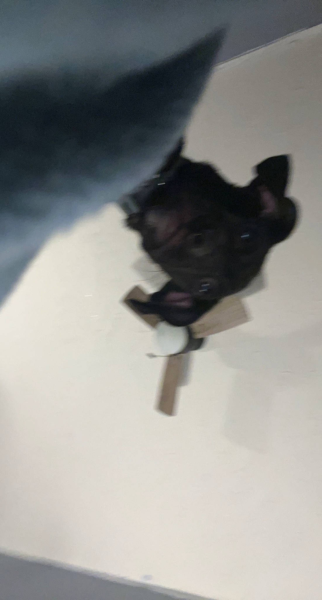 Chunky joined the competition — help win amazing prizes! canidae, carnivore, companion_dog, dog_breed, electric_blue, felidae, flooring, fur, non_sporting_group, paw, shadow, small_to_medium_sized_cats, sporting_group, tail, whiskers, working_animal