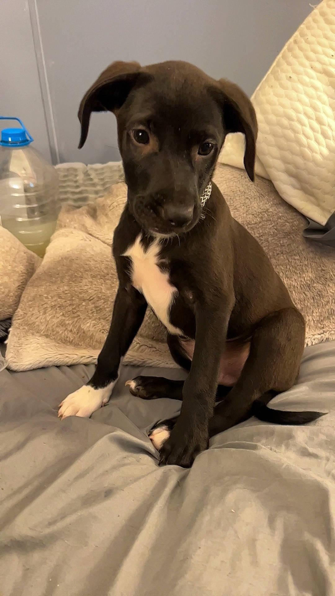 Chunky is registered to the contest to win money with this photo: carnivore, comfort, companion_dog, dog, dog_breed, fawn, fur, guard_dog, non_sporting_group, paw, pet_supply, snout, sporting_group, street_dog, terrestrial_animal, toy_dog, whiskers, working_animal